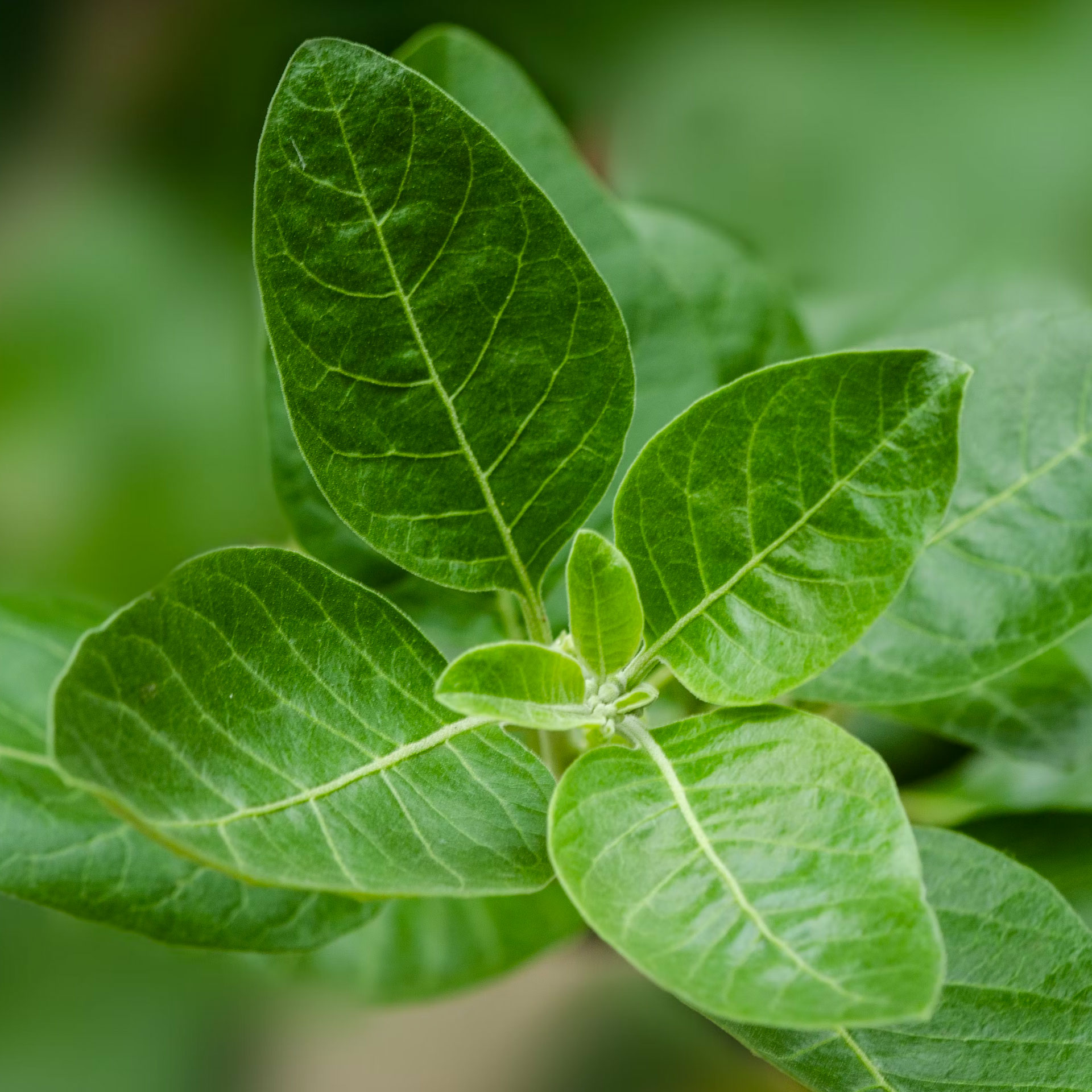 Ashwagandha plant